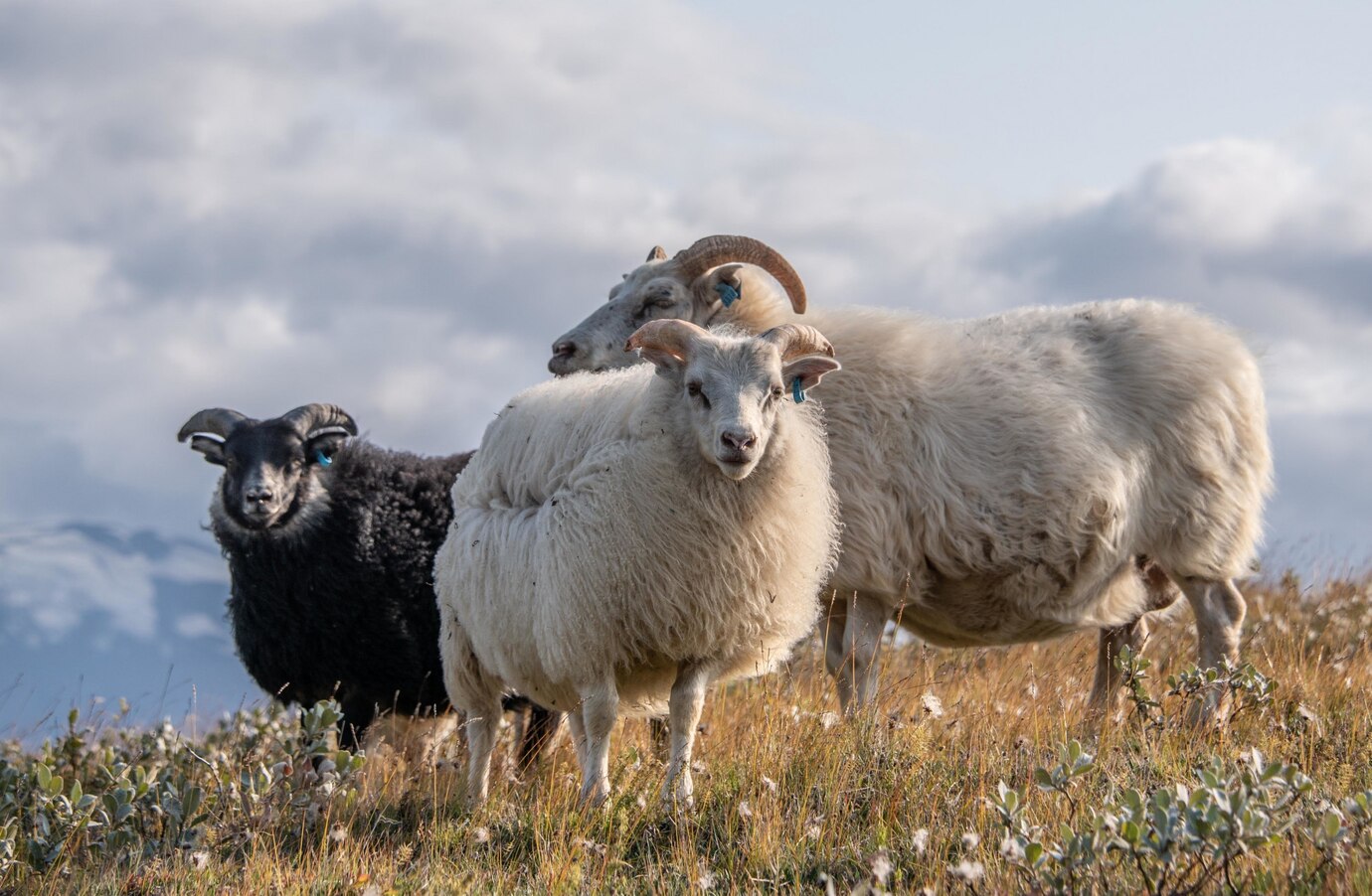 closeup-shot-three-beautiful-icelandic-sheep-wild-area-cloudy-sky_181624-8258 closeup-shot-three-beautiful-icelandic-sheep-wild-area-cloudy-sky_181624-8258